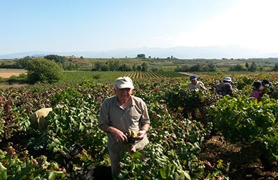 vendimia y mundial de ciclismo 