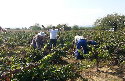 vendimia y mundial de ciclismo 