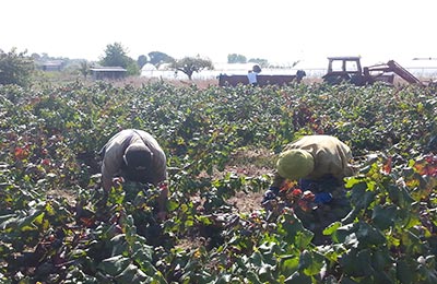 vendimia y mundial de ciclismo 