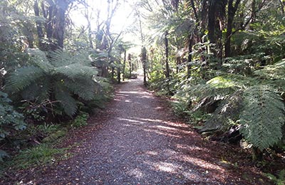 Franz Josef y Glaciar Fox