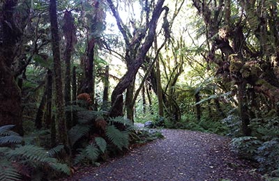 Franz Josef y Glaciar Fox